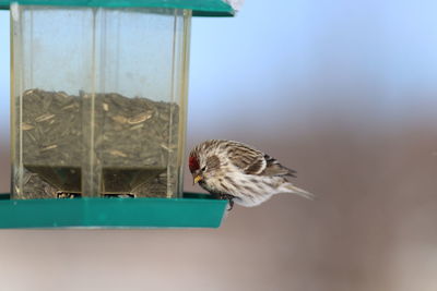 Close-up of bird flying