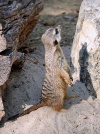 View of rocks in zoo