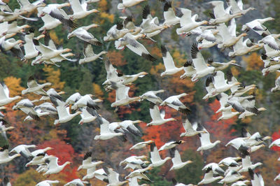 Close-up of birds on paper