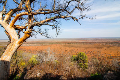 Trees on landscape against sky