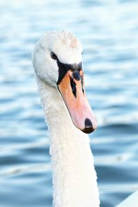 Close-up of a bird