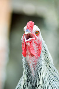 Close-up of rooster