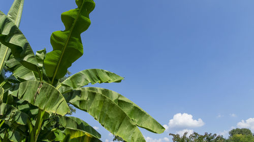 Low angle view of leaves against blue sky