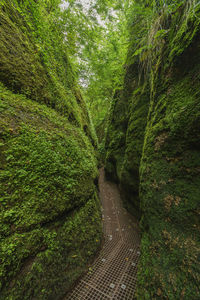 Footpath amidst trees in forest