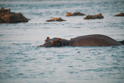 Hippo in a river