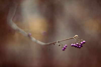 Close-up of berries growing on tree