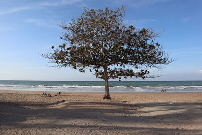 Tree on beach against sky