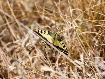 Close-up of butterfly perching on leaf