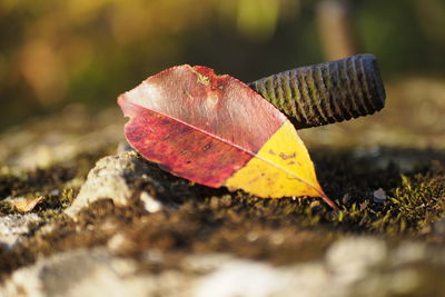 Close-up of autumn leaves on land
