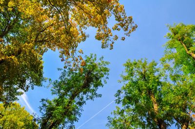 Low angle view of trees against clear blue sky