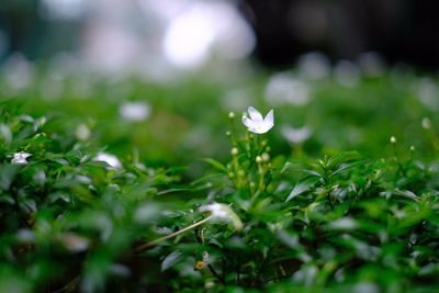 Close-up of white flowering plant