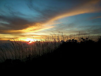 Silhouette plants on field against sky during sunset