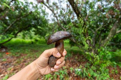 Dark brown mushroom in the hand of a gardener mushrooms grows in the longan garden.