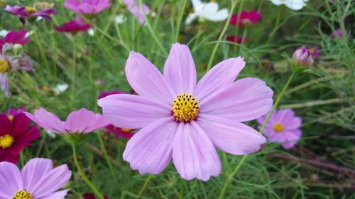 Close-up of cosmos flowers blooming on field