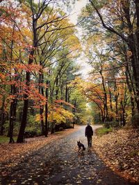 Full length of autumn leaves on tree trunk