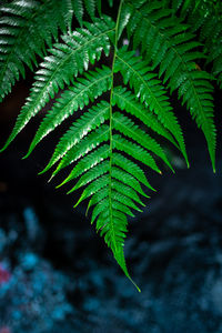 Close-up of fern leaves