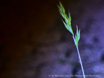 Close-up of plant