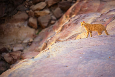 View of cat standing on rock