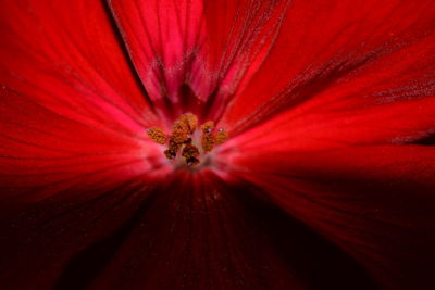 Full frame shot of red flower