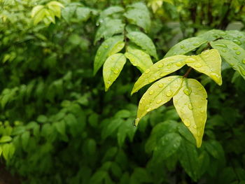 Close-up of wet plant leaves