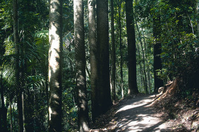 Trees growing in forest