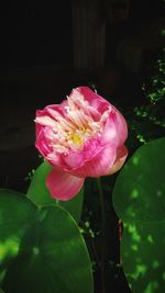 Close-up of pink rose flower
