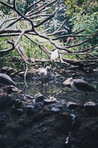 Birds perching on rock in forest