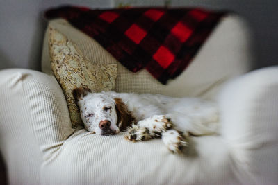 Close-up of dog on bed