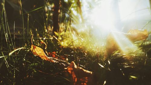 Sun shining through plant