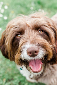 Close-up portrait of dog