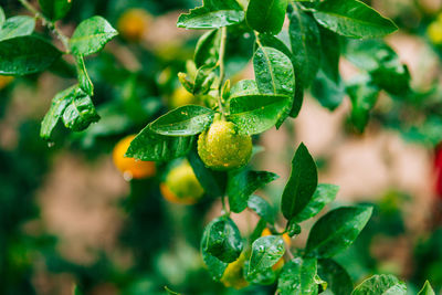 Close-up of berries growing on tree