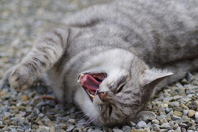 Close-up of a cat