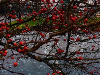 branch