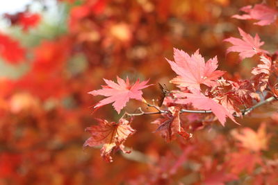 Close-up of red maple leaves on plant