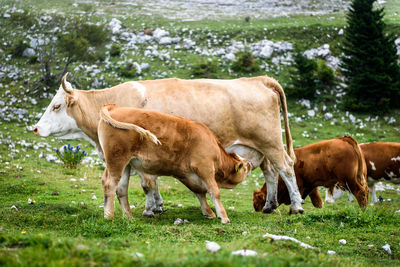 Cows grazing on field