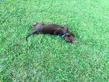 Dog sleeping on grassy field