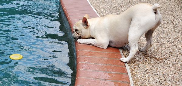 High angle view of dog resting on swimming pool