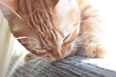 Close-up of a cat sleeping