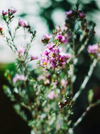 Close-up of pink flowers on tree