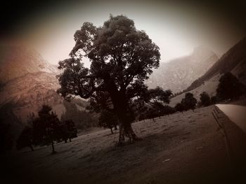 Trees on field by road against sky