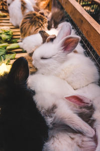 High angle view of cat sleeping
