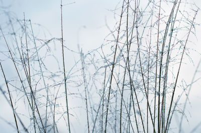 Low angle view of bare trees against sky