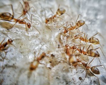 High angle view of insect on snow