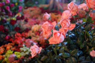 Close-up of pink flowering plants