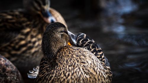 Close-up of a bird