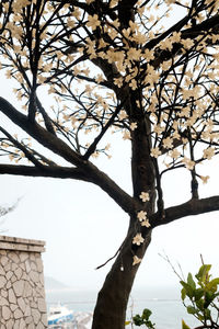 Low angle view of tree against sky