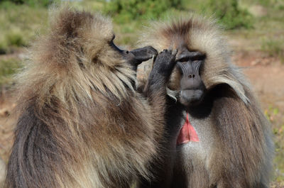 Close-up of pig eating outdoors