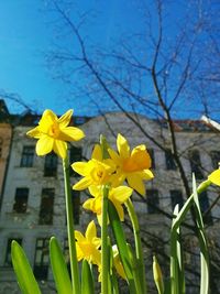 Close-up of yellow flowers blooming in park