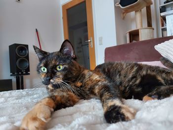 Portrait of cat relaxing on bed at home