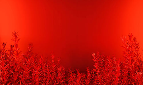 Close-up of crops growing on field against sky during sunset
